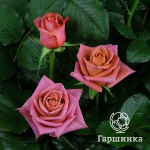 

Роза Бариста