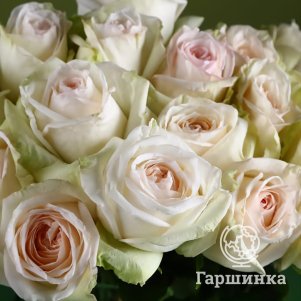 

Роза Вайт О Хара