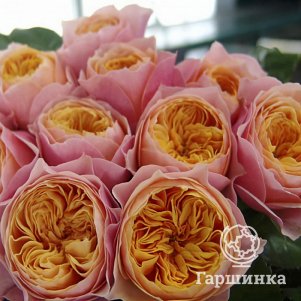 

Роза Вувузела