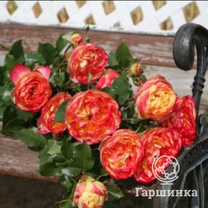 

Роза Вулканика