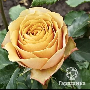 

Роза Голден Мустард