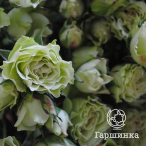 

Роза Лувиана