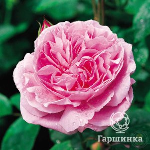 

Роза Мери Роуз