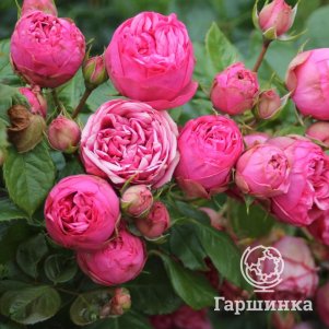 

Роза Пинк Пиано