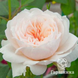 

Роза Сабрина