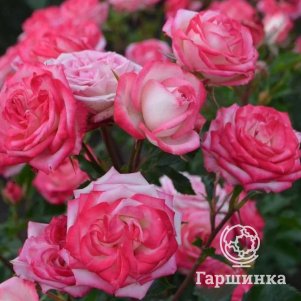 

Роза Сафина