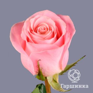 

Роза Хермоза