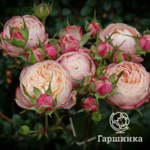 Роза Викторианская классика, Питомник роз Тимофей