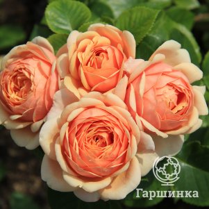 

Роза Йорс ин Континьюд Френдшип, Питомник роз Тимофей