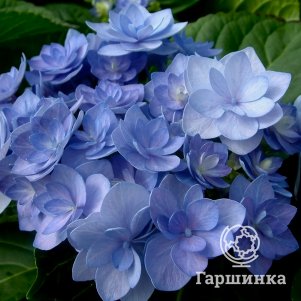 

Гортензия Форевер (Навсегда) крупнолистная ремонтантная (серия Ты и Я)