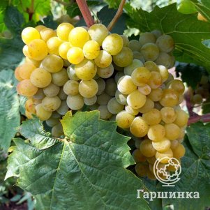 

Виноград Белоснежка столовый