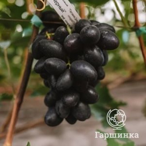 

Виноград Первенец (Болгарский) столовый