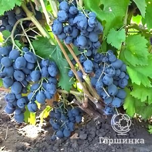 

Виноград Юкка