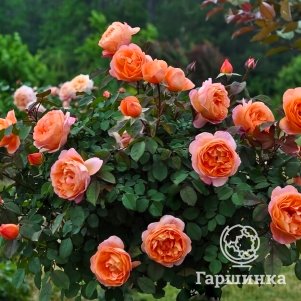 

Роза Алибаба, Питомник роз Королева Роза