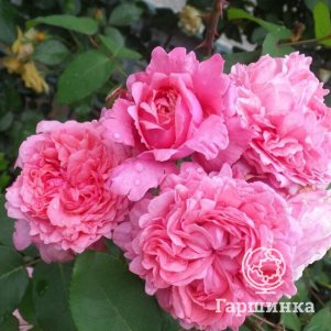

Роза Миллами плетистая