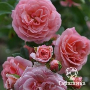 Роза Пируэт, Питомник роз Королева Роза - фото 1