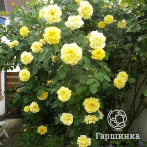 

Роза Солей Вертикаль, Питомник роз Королева Роза