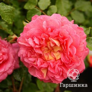Роза Кристофер Марлоу, Питомник роз Королева Роза - фото 1