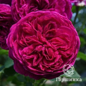 

Роза Фальстаф