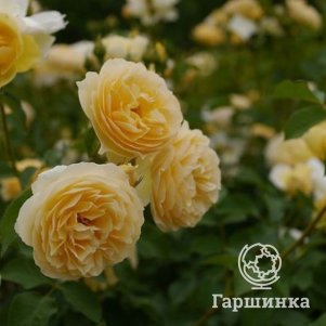 

Роза Грехам Томас