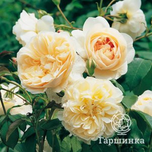 

Роза Личфилд Энджел, Питомник роз Королева Роза