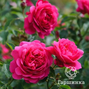 

Роза Сэр Джон Бенджаминоза