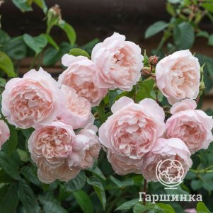 

Роза Зе Дженероуз Гарден