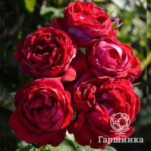 Роза Каприция Ренессанс шраб, Питомник роз Королева Роза