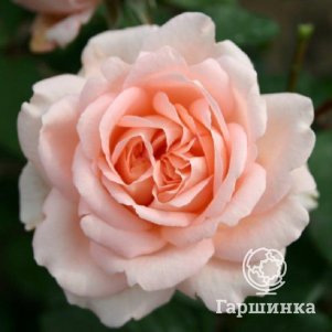 Роза Клер Ренессанс шраб, Питомник роз Королева Роза
