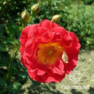 

Роза Гетано шраб, Питомник роз Королева Роза