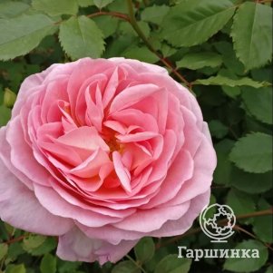 Роза Йоханна Тюйяр шраб
