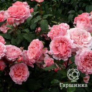 Роза Лоран Каброль шраб, Питомник роз Королева Роза - фото 1