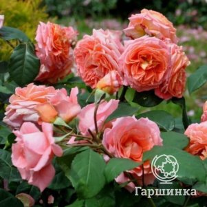 

Роза Мами Дитьер шрабоза