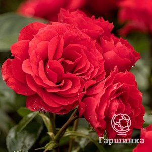 Роза Арифа флорибунда, Питомник роз Королева Роза