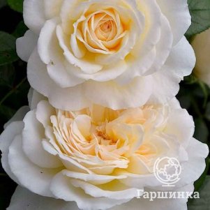 Роза Крем Абанданс флорибунда, Питомник роз Королева Роза