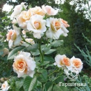 

Роза Доктор Герман Шульце-Делич флорибунда, Питомник роз Королева Роза