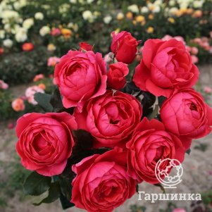Роза Гартенпринцессин Мари-Хосе флорибунда, Питомник роз Королева Роза