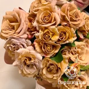 

Роза Хани Дижон флорибундаоза