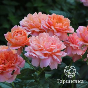 Роза Джур де Фет флорибунда, Питомник роз Королева Роза - фото 1