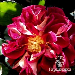 Роза Луис Франция флорибунда, Питомник роз Королева Роза