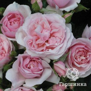 Роза Наташа Ричардсон флорибунда, Питомник роз Королева Роза