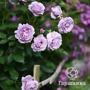 

Роза Новалис флорибундаоза