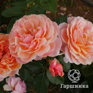 

Роза Парфюм Де Орлеан флорибунда, Питомник роз Королева Роза