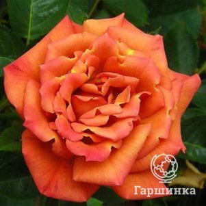 Роза Пампкин Патч флорибунда, Питомник роз Королева Роза