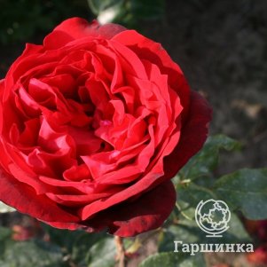 

Роза Адмирал чайно-гибридная