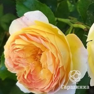 Роза Шато де Шеверни