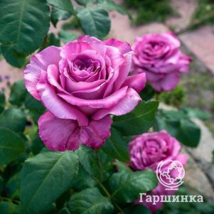 Роза Клод Брассёр, Питомник роз Королева Роза - фото 1