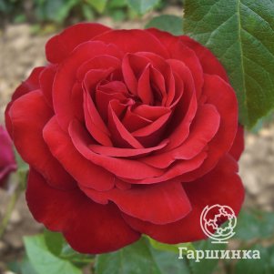 Роза Коррида, Питомник роз Королева Роза