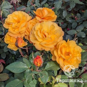 Роза Гуд эз Голд, Питомник роз Королева Роза - фото 1