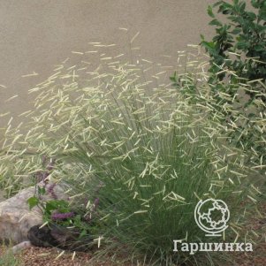 

Бутелуа изящная